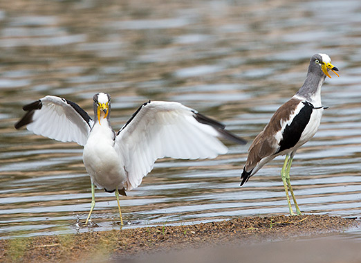 White-crowned Lapwing pair